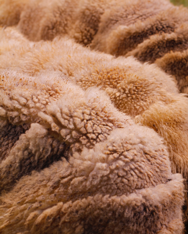 Natural Animal Fibers